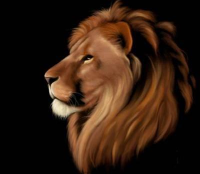 lion